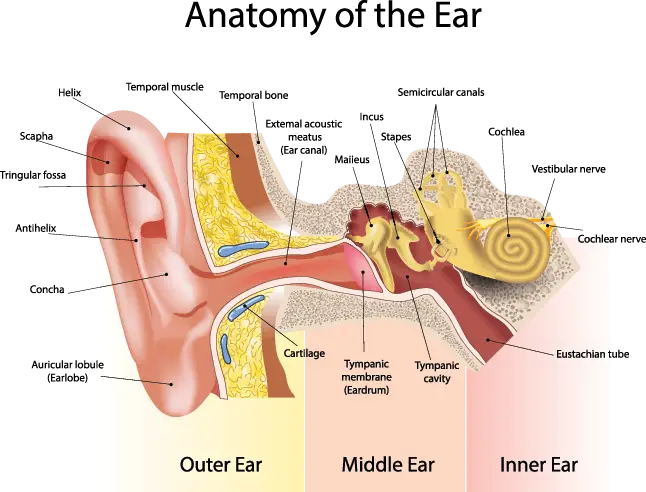 Ear Tube Surgery