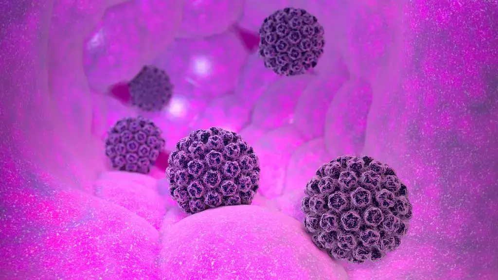 Human papillomavirus illustration