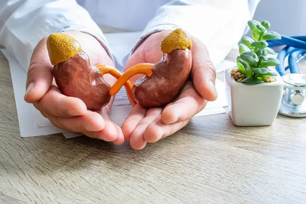 Doctor holding kidney models with hands on desk
