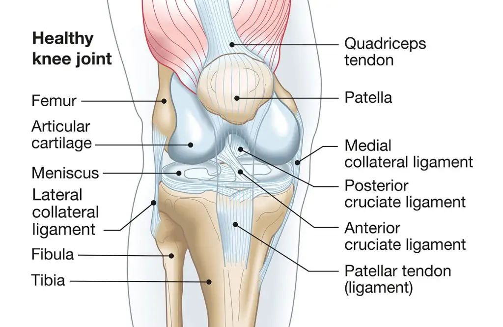 Treating and Preventing ACL Injuries