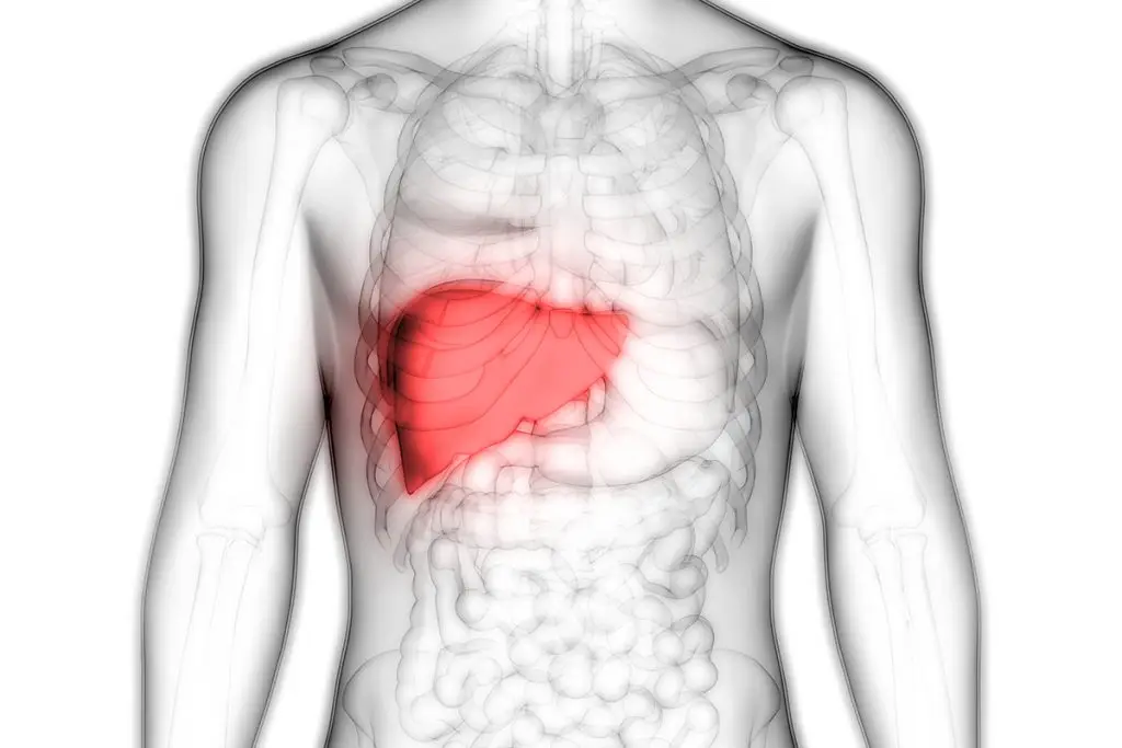 Anatomical drawing with liver highlighted