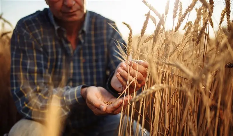wheat on farm